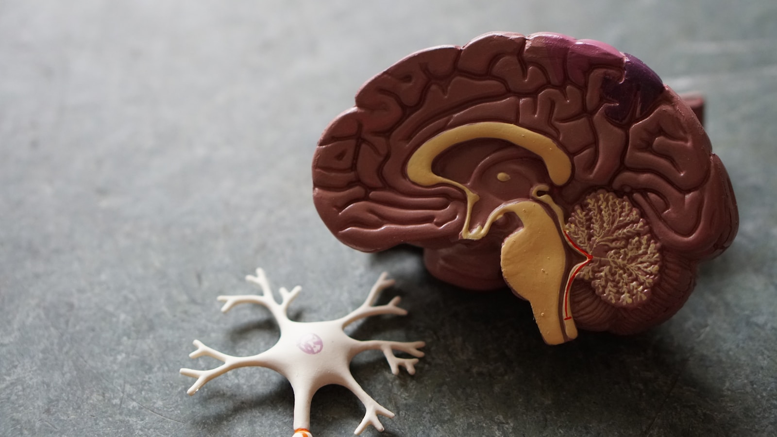 Anatomy and physiology