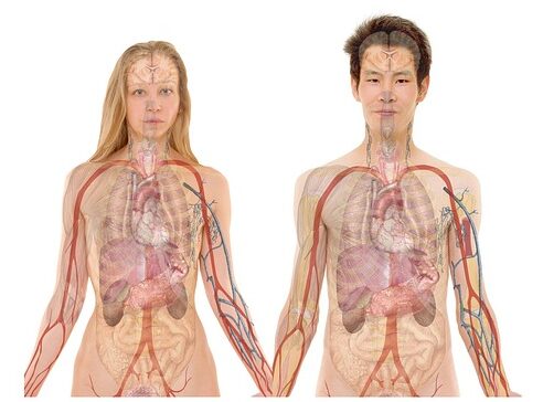 The Science of Life: A Guide to Human Biology