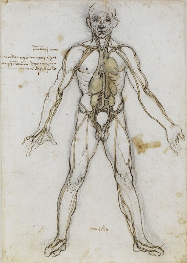 The 11 Organ Systems of the Human Body