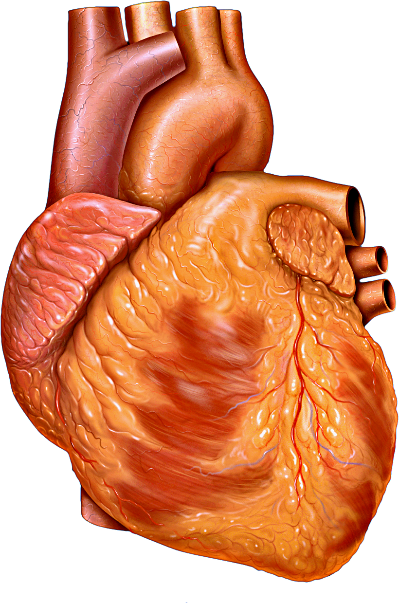 How Does the Heart Work
